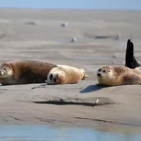 Gite Escale Oceania En Baie De Somme A Ault, 50M De La Mer Exteriör bild