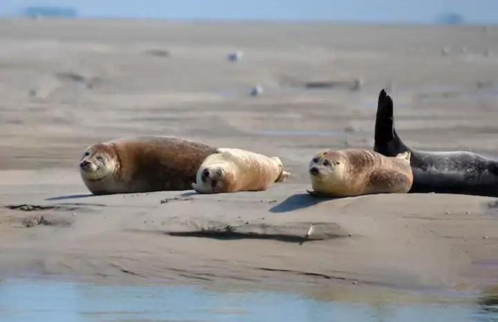 Gite Escale Oceania En Baie De Somme A Ault, 50M De La Mer Exteriör bild